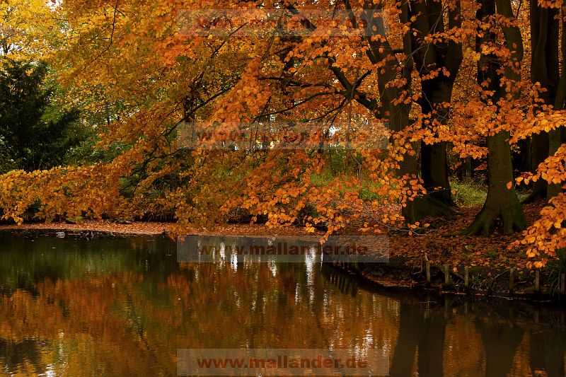Herbstliche Buche am Teich