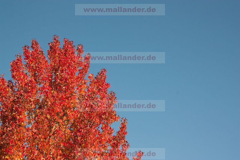 Roter Herbstbaum